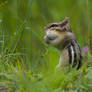 An Eastern Chipmunk in the Tall Grass