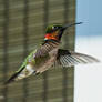 A Ruby Throated Hummingbird Male in Flight