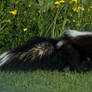 A Female Skunk Running in the Grass