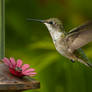 A Beautiful Ruby-Throated Hummingbird Female