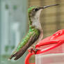 A Beautiful Ruby-Throated Hummingbird Female