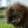 A Close-Up of a Young Porcupine