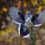 A Blue Jay Landing on a Tree Stimp