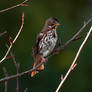 A Fox Sparrow Perched on a Twig