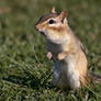 A Chipmunk in the Grass