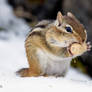 A Chipmunk in the Snow eating a Peanut