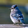 A Blue Jay Standing on a Fence