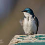 A Close-Up of a Tree Swallow