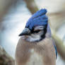 A Portrait of a Blue Jay