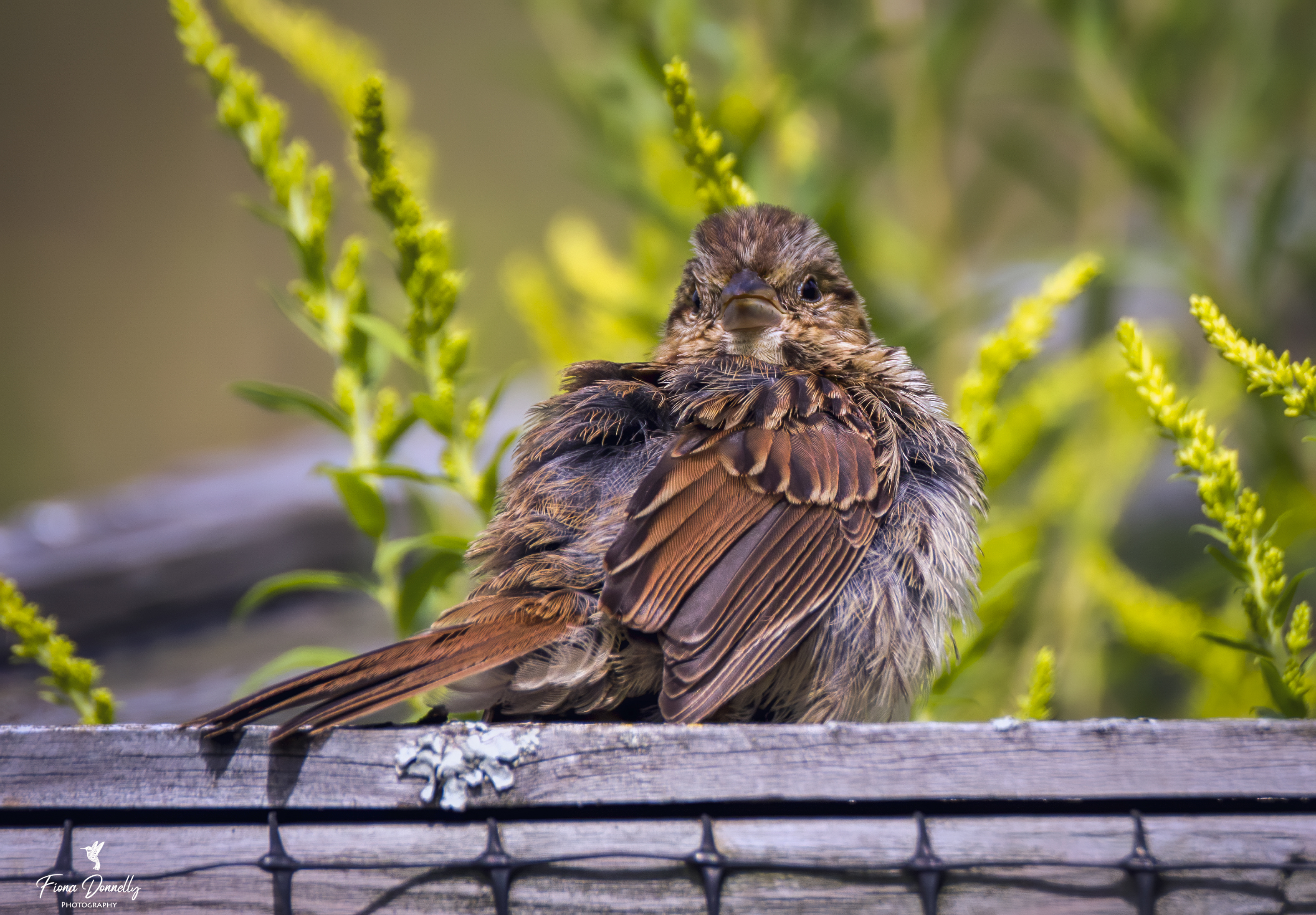 Song Sparrow Fledgling 1 By Nini1965 On Deviantart Song Sparrow Fledgling 1 By Nini1965 On Deviantart