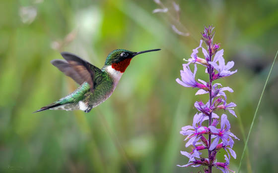 A Ruby-Throated Hummingbird Male at a Wild Flower