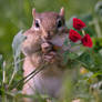 An Eastern Chipmunk with Roses