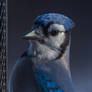 A Portrait of a Blue Jay