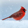 A Cardinal Male in the Snow