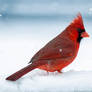 A Portrait of a Cardinal Male in the Snow