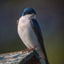 A Beautiful Tree Swallow Male