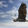 Great Blue Heron 5