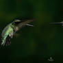 A Pair of Ruby-Throated Hummingbirds in Flight