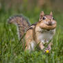 A Chipmunk with a Peanut in It's Mouth