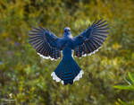 Flying Blue Jay