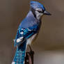 A Blue Jay Perched on a Fence Post