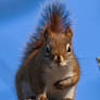 Red  Squirrel