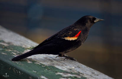 A Beautiful Red-Winged Blackbird