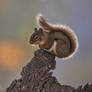 Red  Squirrel 2