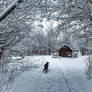 Winter Morning Walk