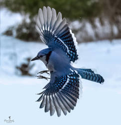 Blue Jay in Flight 5