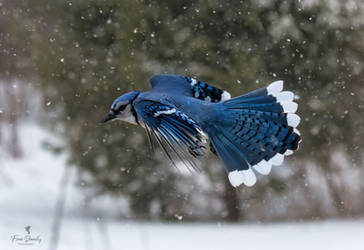 A Blue Jay Flying a Snow Storm