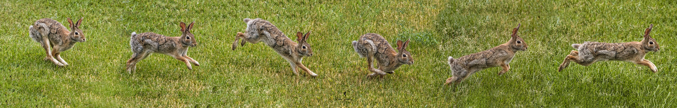Bouncing Rabbit Sequence A Sequence of a Running Rabbit by Nini1965 on DeviantArt