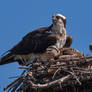 An Osprey with two Chicks