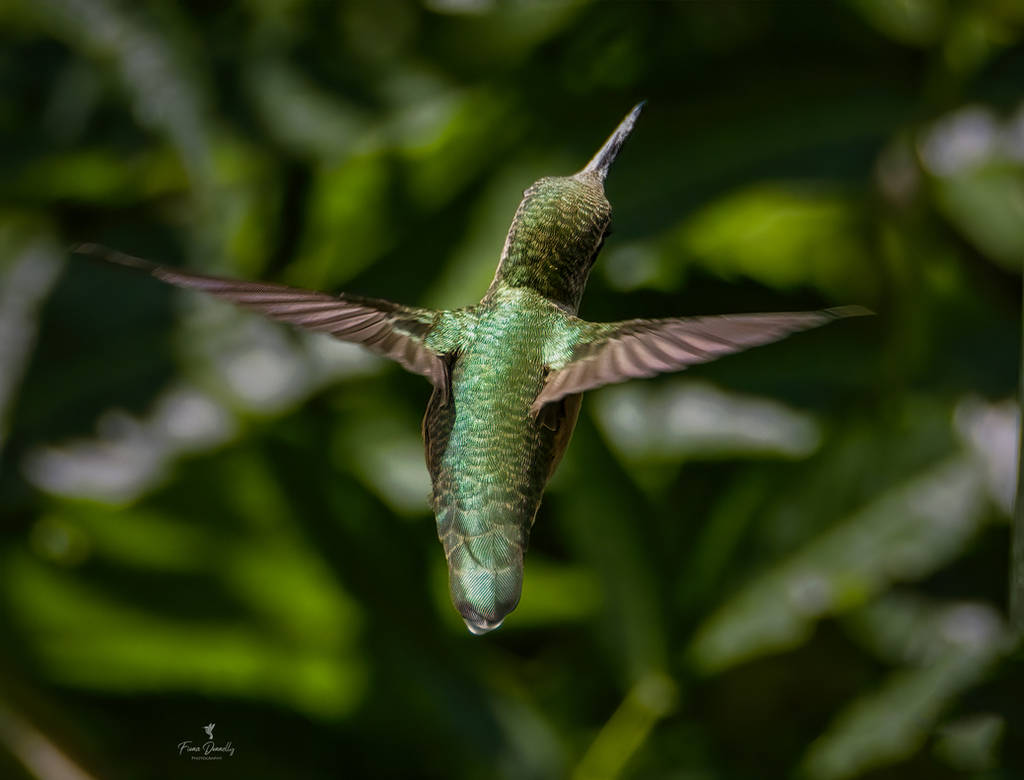 A Beautiful Hummingbird in Flight From Behind by Nini1965 on DeviantArt