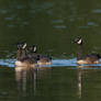 A Family of Canada Geese