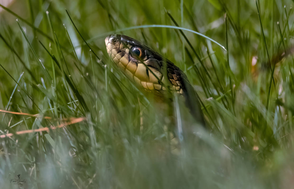Garter Snake by Nini1965 on DeviantArt
