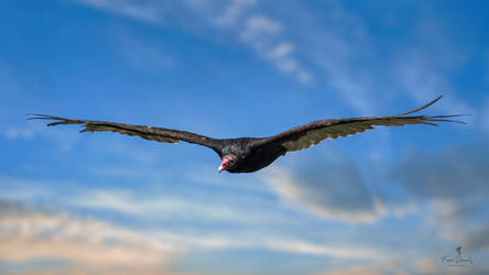 A Turkey Vulture in Flight by Nini1965
