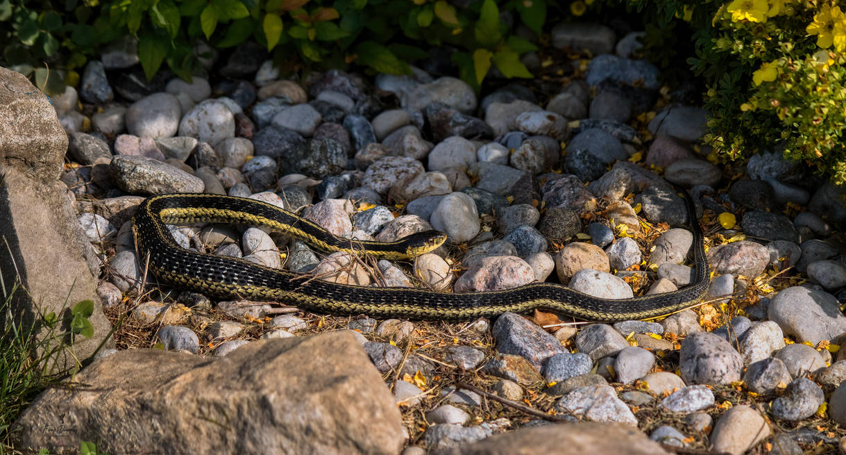 A Garter Snake in a Flower Bed by Nini1965 on DeviantArt