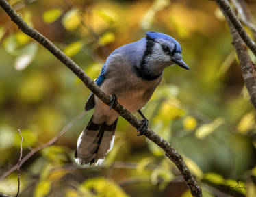 A Blue Jay Perched on a Branch