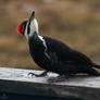 Pileated Woodpecker Female 5