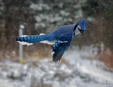 Blue Jay Flying By