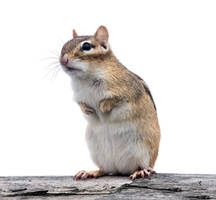 A Chipmunk Sitting on It's Hind Legs