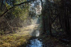 A Misty Path Through the Woods