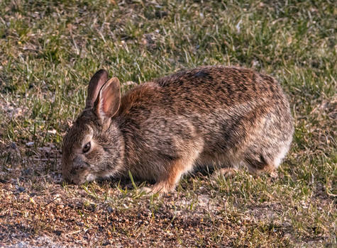 A Cotton Tail Rabbit Eating Bird Seed