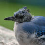 A Blue Jay During Summer Molt
