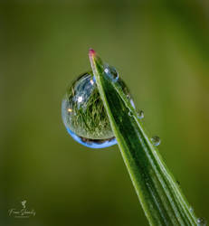 Dew Droplet on a Blade of Grass