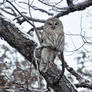 A Barred Owl in Winter
