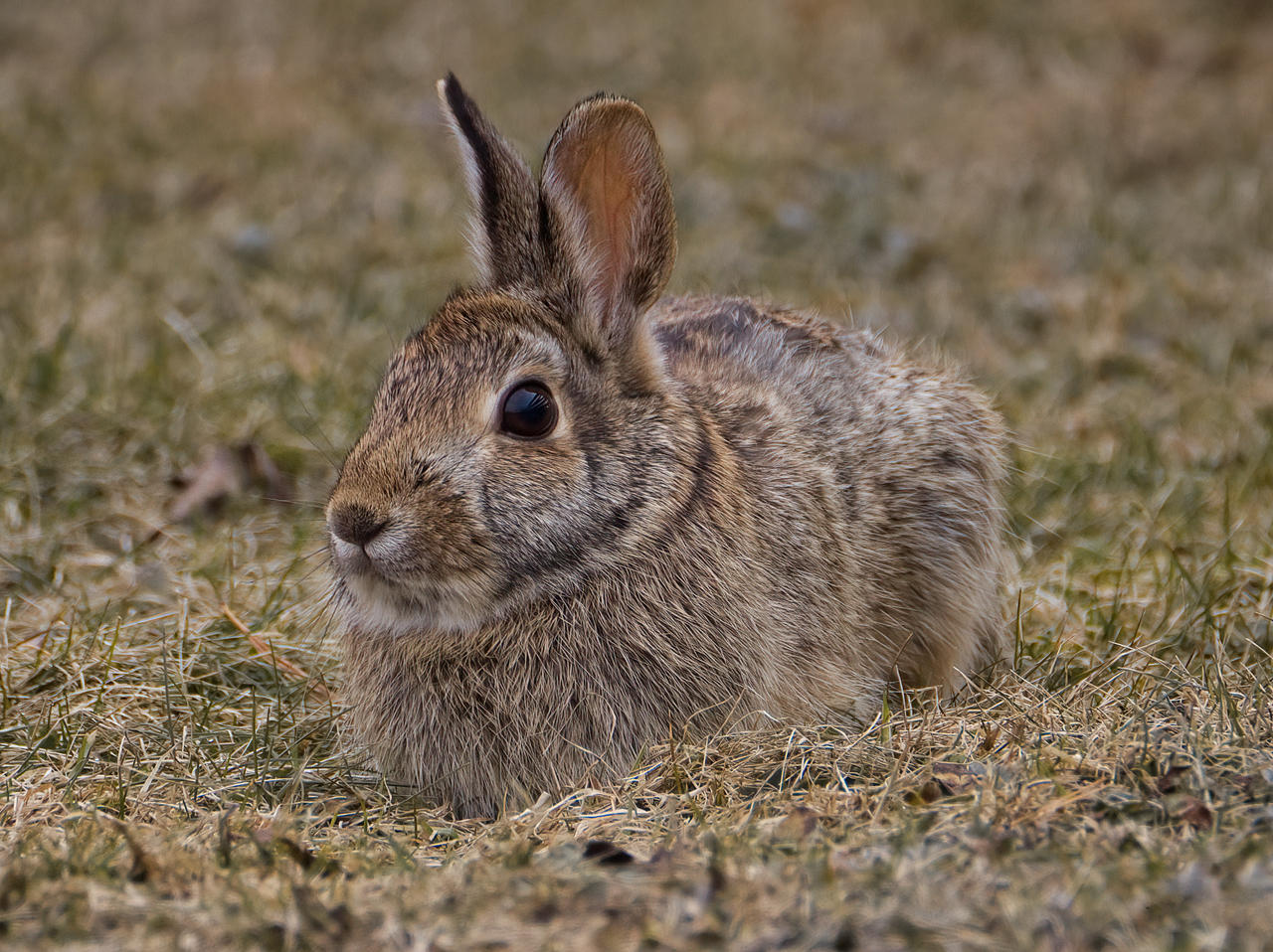 A Close-Up of a Cotton Tail Rabbit by Nini1965 on DeviantArt