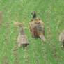 Strolling pheasants