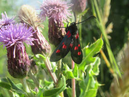 the spotted burnet moth